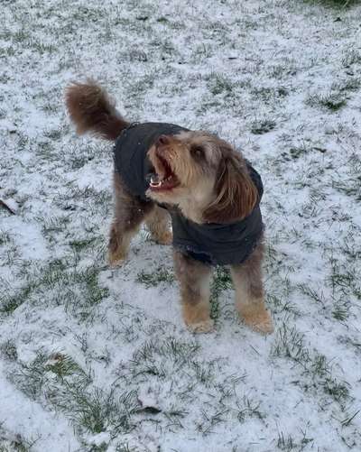 Foto Challenge Nr.: 114
Hunde im Schnee-Beitrag-Bild