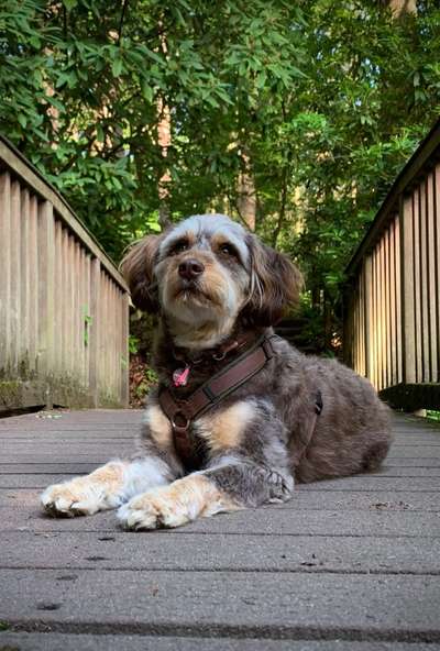 Dogorama Photo Challenge - Brücken-Beitrag-Bild