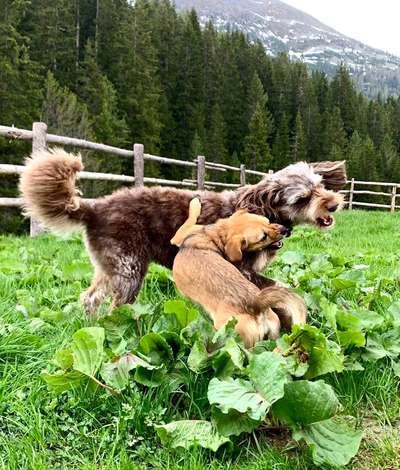 Fotowettbewerb : Hundekommunikation-Beitrag-Bild