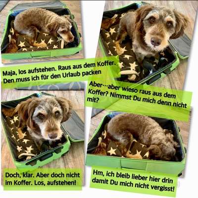 1. Kurzgeschichten Challenge  - Thema:  ...Los, aufstehen-Beitrag-Bild