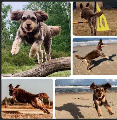 17. Collage Challenge / Springende Fellnasen-Beitrag-Bild