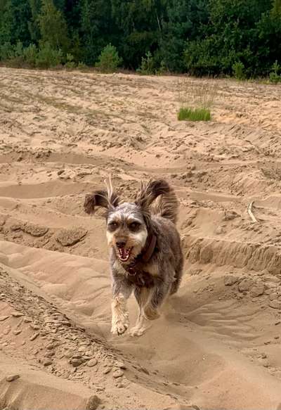 Fotosammlung: ,,Der natürliche Hund" Unbearbeitet, ungestellt und in Natura-Beitrag-Bild