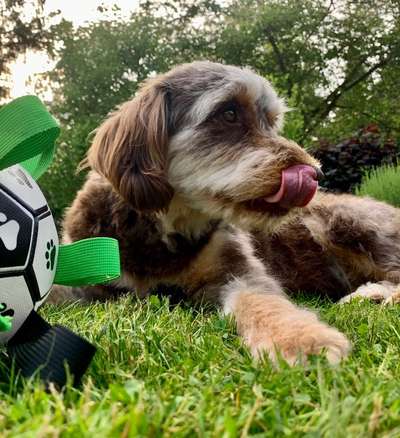 Tongue Out Tuesday-Beitrag-Bild