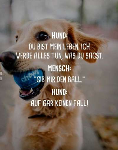 Hunde Memes-Beitrag-Bild