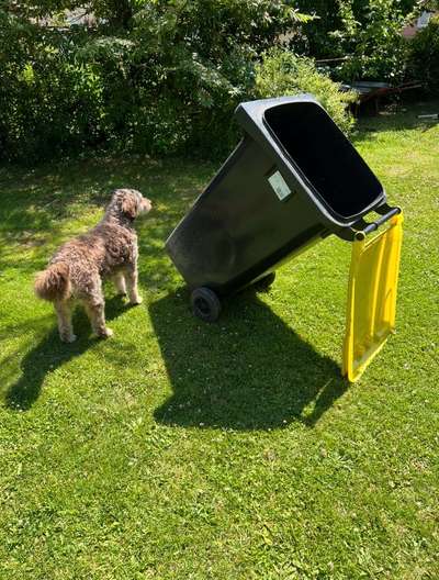 Toolbox zur Unterstützung gestresster Hunde-Beitrag-Bild