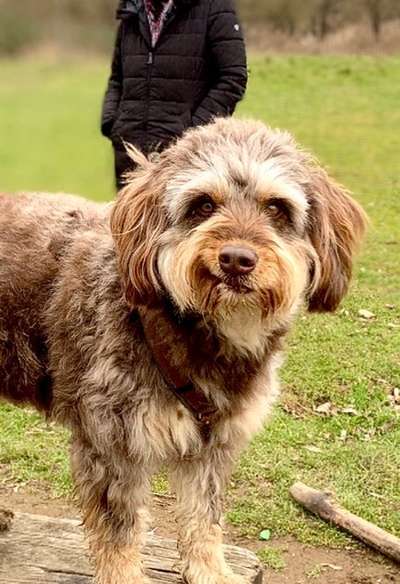 Dogorama Photo Challenge- genervter Blick-Beitrag-Bild