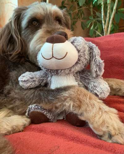 Euer Hund und sein Lieblingskuscheltier-Beitrag-Bild