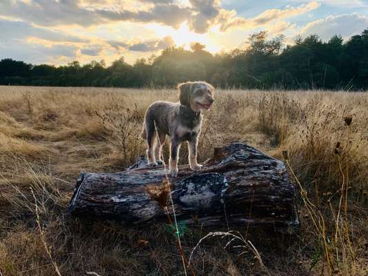Dogorama Foto Challenge - Dämmerung-Beitrag-Bild