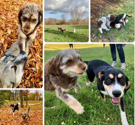 3. Fotochallenge Collagen - Hundefreunde-Beitrag-Bild