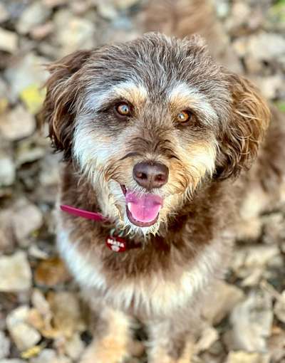 Spitzname(n) Deines Hundes-Beitrag-Bild