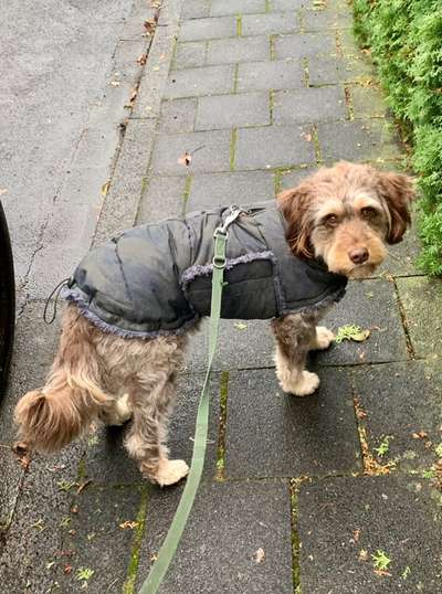 Hundejäckchen/ Pulli für "kurze" Hunde-Beitrag-Bild