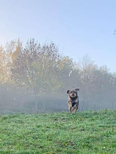 Dogorama Photo Challenge - Nebel-Beitrag-Bild