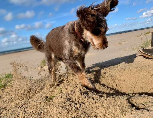 Dogorama Photo Challenge - Buddeln-Beitrag-Bild