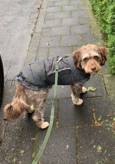 Alles rund um Hundemäntel/Bekleidung-Beitrag-Bild