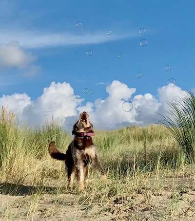 Handy Fotochallenge Nr. 52: Dein Hund mit blauem Himmel-Beitrag-Bild