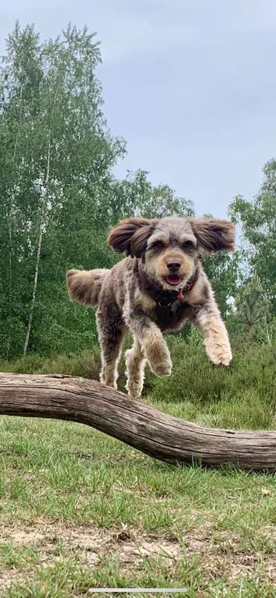 Dogorama Photo Challenge - Mein Holz und ich-Beitrag-Bild