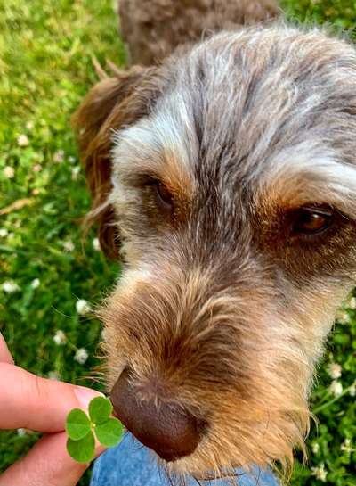 Dogorama Photo Challenge - Zufallsfund beim Gassi-Beitrag-Bild