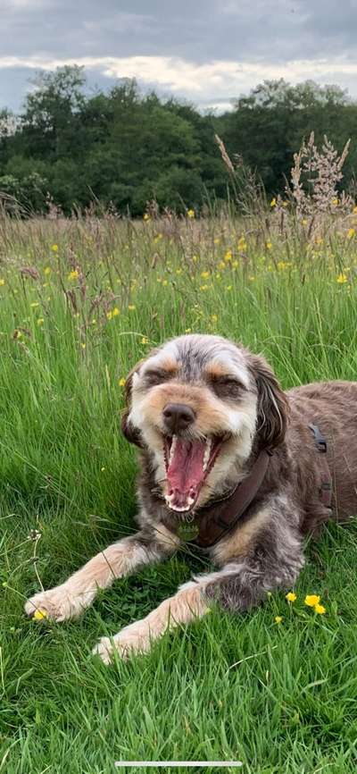 Dogorama Photo Challenge - Dein Hund beim Gähnen-Beitrag-Bild