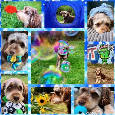 16. Collagen-Challenge  "Dein Hund ganz bunt - bring Farbe ins Spiel"-Beitrag-Bild