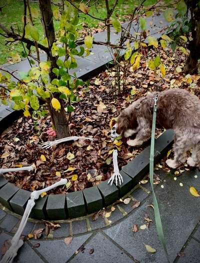 Handy-Foto-Challange Nr.9-Beitrag-Bild