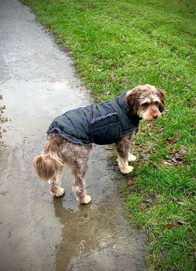 Hundekleidung - Top oder Flop-Beitrag-Bild