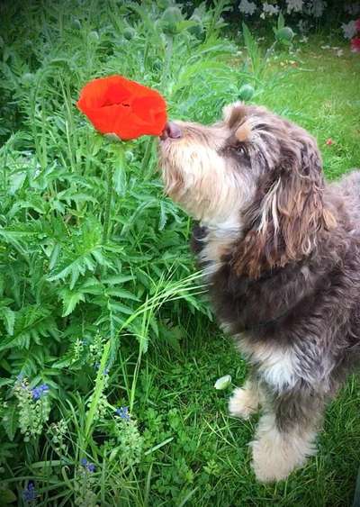 Dogorama Photo Challenge- Der Nase nach-Beitrag-Bild