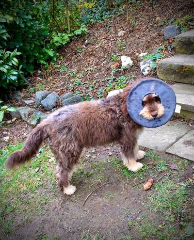 Dogorama Photo Challenge - Spielgesicht-Beitrag-Bild