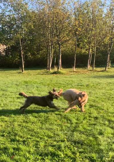 Erkennen Hunde ihre eigene Rasse?-Beitrag-Bild