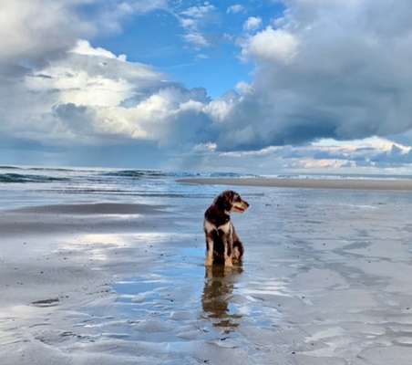 156. Fotochallenge *** DEIN HUND UND DIE WUNDERSCHÖNEN WOLKEN ***-Beitrag-Bild