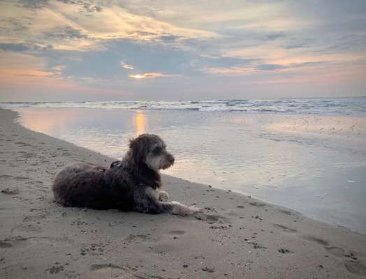 Dogorama Photo Challenge - Tierischer Urlaub-Beitrag-Bild