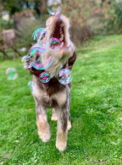 Dogorama Photo Challenge - Mäulchen auf-Beitrag-Bild