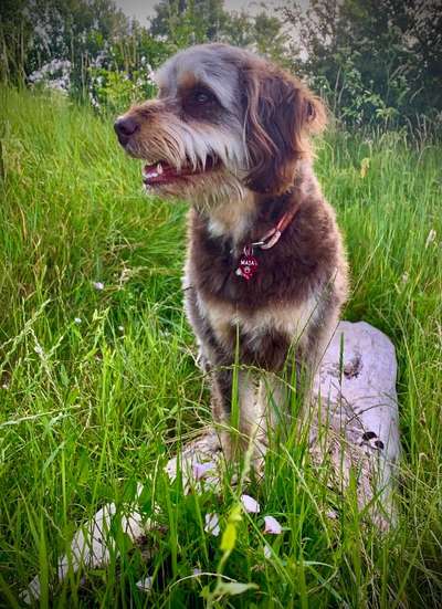 5. Hund im hohen Gras-Beitrag-Bild