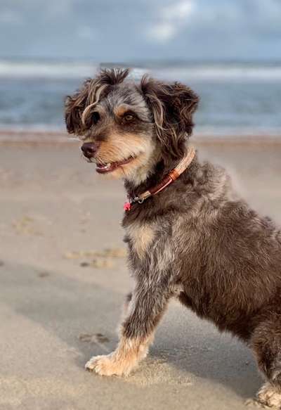 Aussiedoodles.-Beitrag-Bild