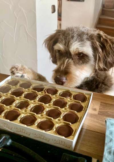 Dogorama Foto Challenge - Erwischt-Beitrag-Bild