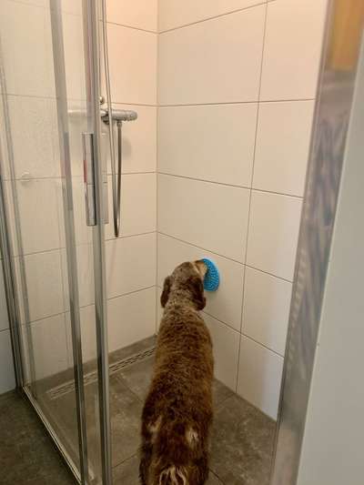 Möglichkeiten Hund zu waschen?-Beitrag-Bild