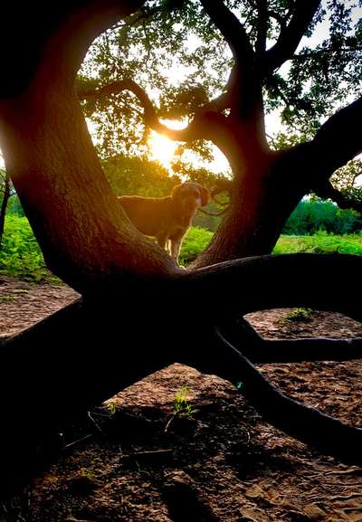 Dogorama Photo Challenge - Märchenwald-Beitrag-Bild