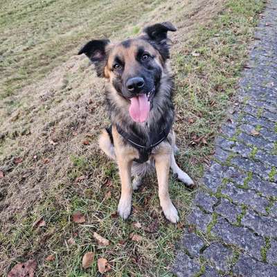 Hundetreffen-Spielen und Gassi gehen-Bild