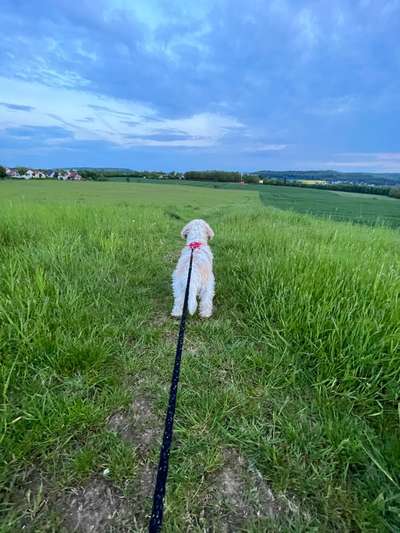 Hundeauslaufgebiet-Feld Warburg-Bild