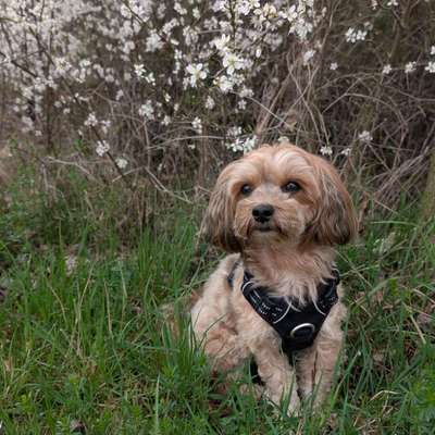 Hundetreffen-Spiel- und/oder Gassipartner gesucht-Bild