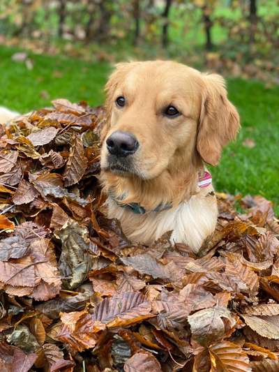 Wo sind die Golden Retriever Liebhaber?-Beitrag-Bild