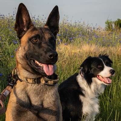Hundetreffen-Wir suchen Trainingspartner!-Bild