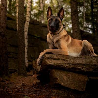 Hundetreffen-Suche Hundekontakte für Begegnungstraining-Bild