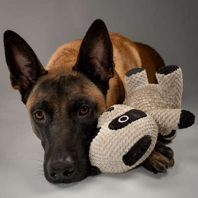 Hundetreffen-Suche Hundekontakte für Begegnungstraining-Bild