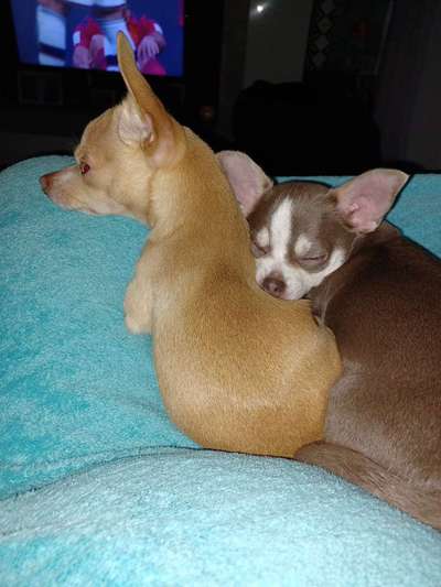 Wo sind die Chihuahua Besitzer ?-Beitrag-Bild