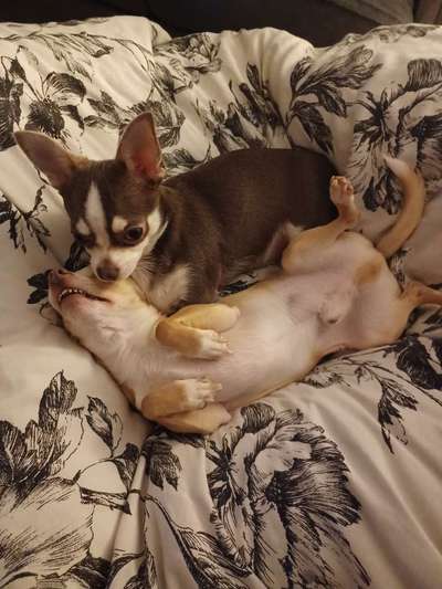 Wo sind die Chihuahua Besitzer ?-Beitrag-Bild