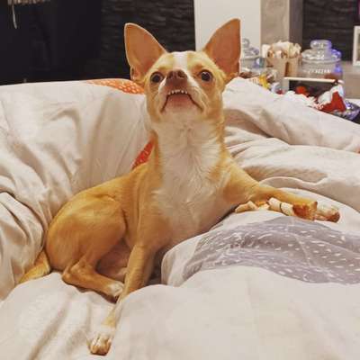 Wo sind die Chihuahua Besitzer ?-Beitrag-Bild
