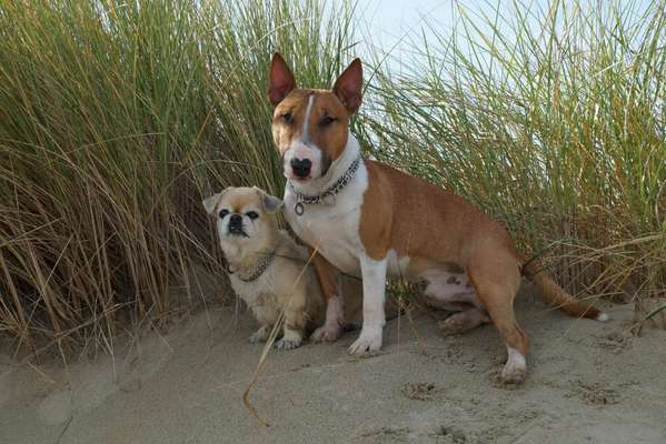 Hundetreffen-Schlender Spaziergang-Bild