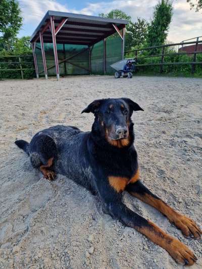 Beauceron Freunde in Schleswig-Holstein-Beitrag-Bild