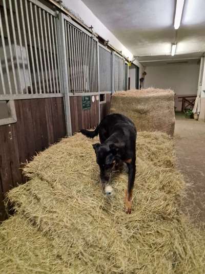 Hundetreffen-Spielkamerad/in-Bild