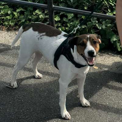 Hundetreffen-Spielrunde-Bild